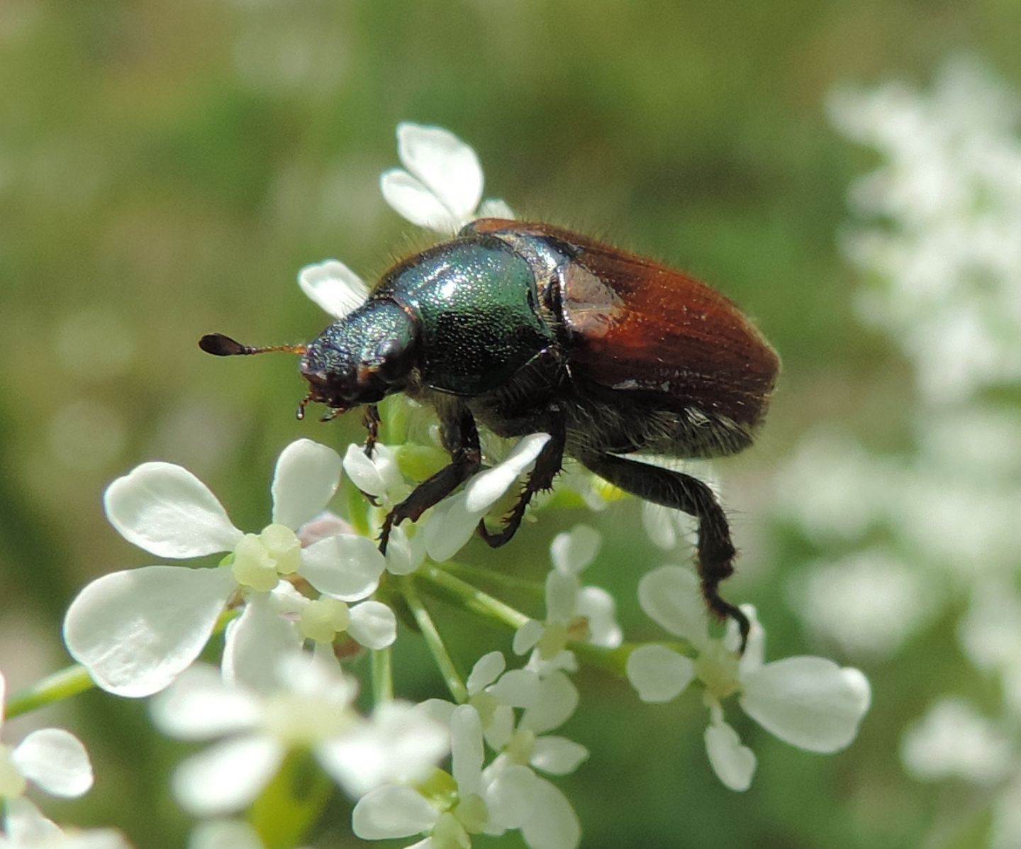 Rutelidae: Phyllopertha horticola? S