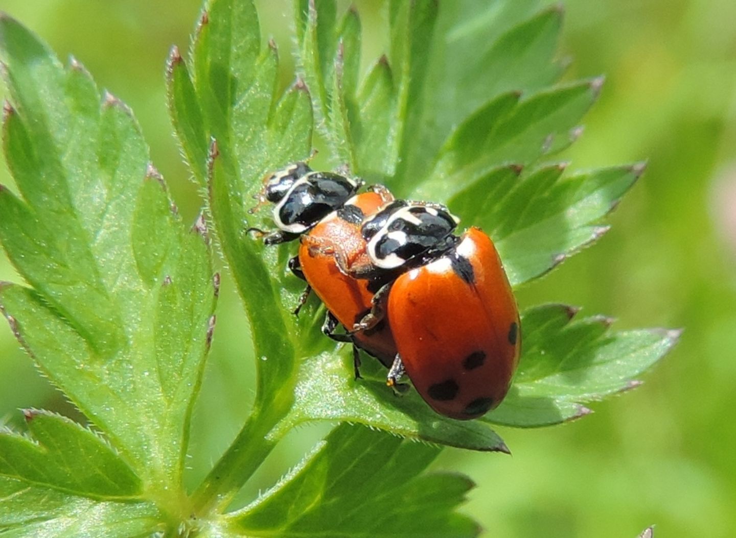 Hippodamia variegata? S.