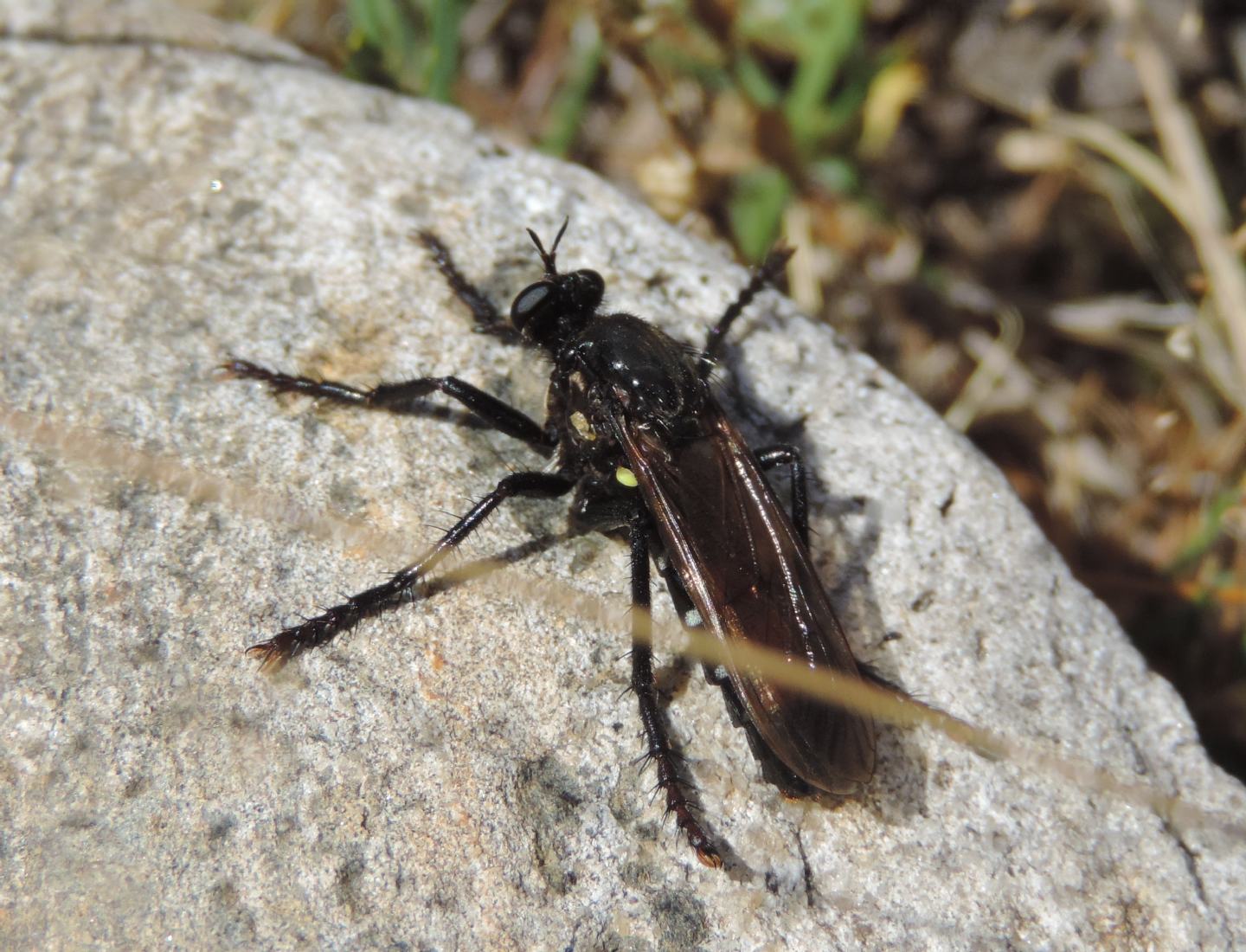 Dasypogon sp. maschio (Asilidae)