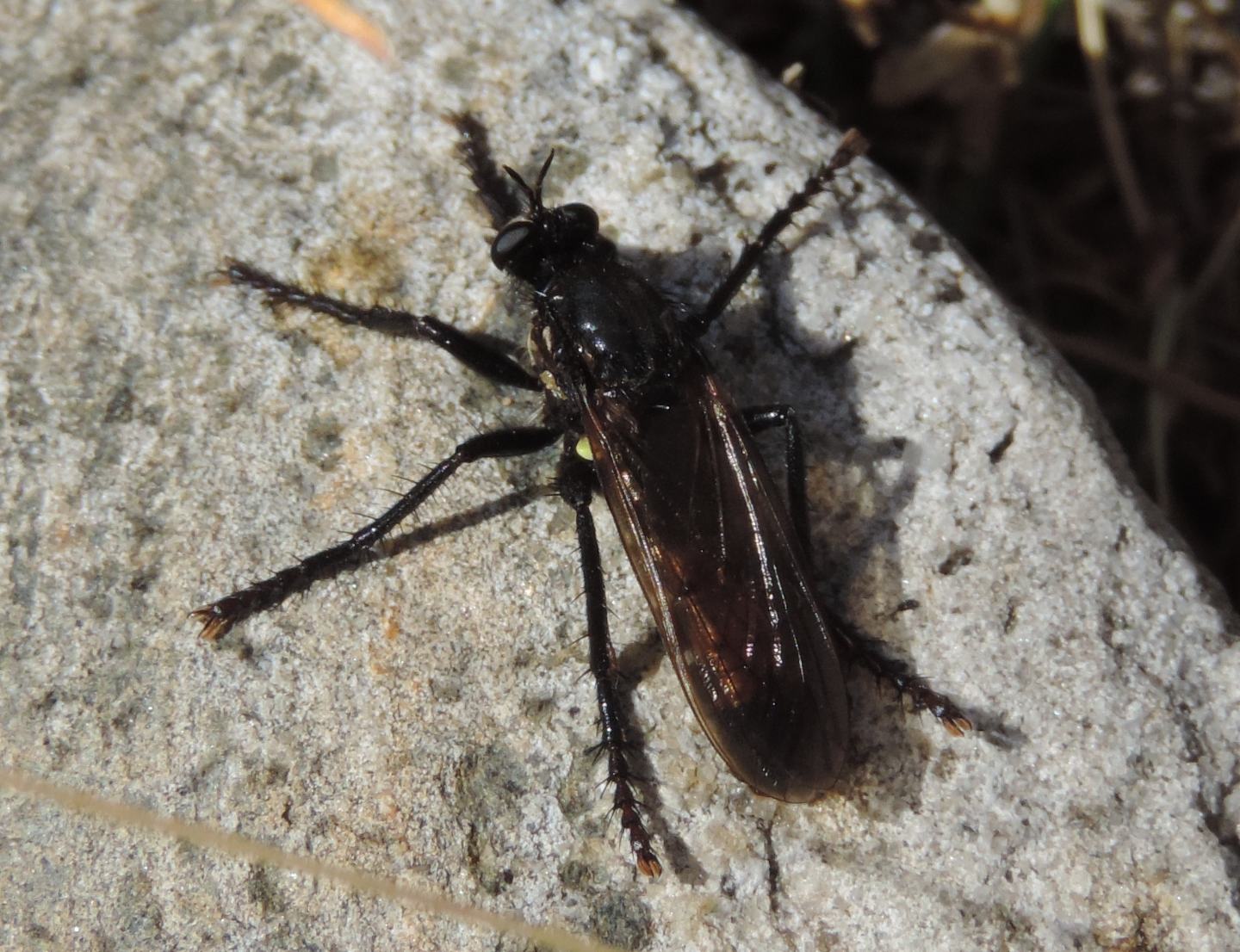 Dasypogon sp. maschio (Asilidae)