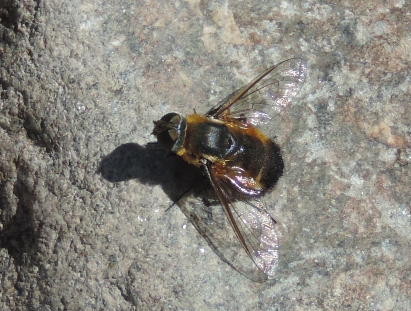 Villa sp. (Bombyliidae)