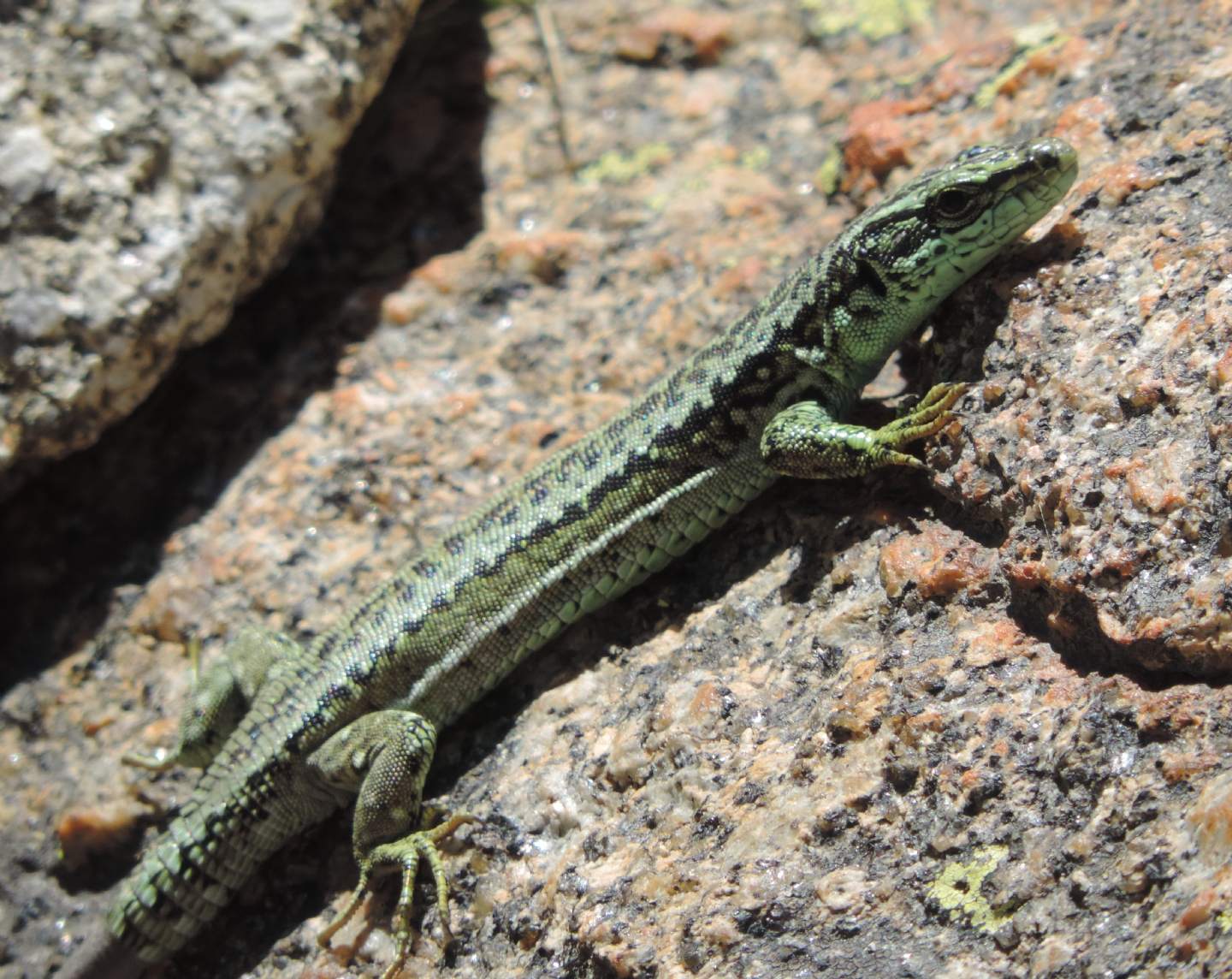 Altre lucertole spagnole: Iberolacerta cyreni