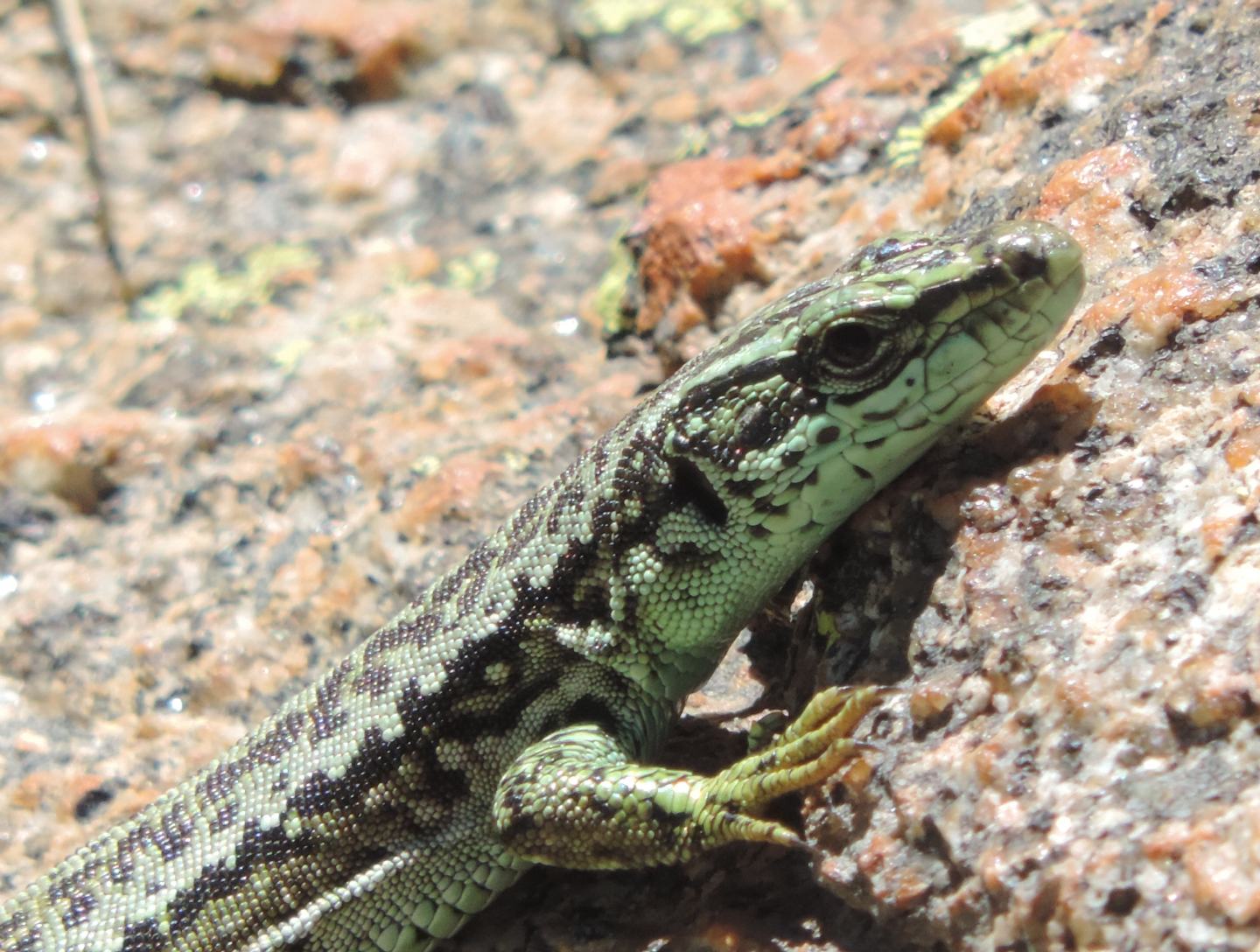 Altre lucertole spagnole: Iberolacerta cyreni