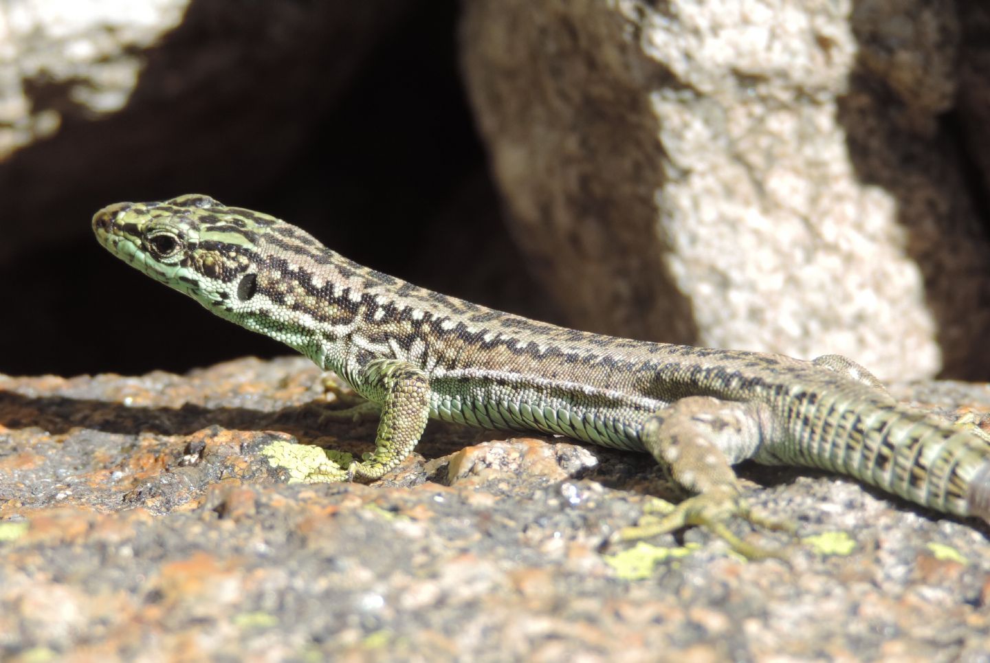 Altre lucertole spagnole: Iberolacerta cyreni