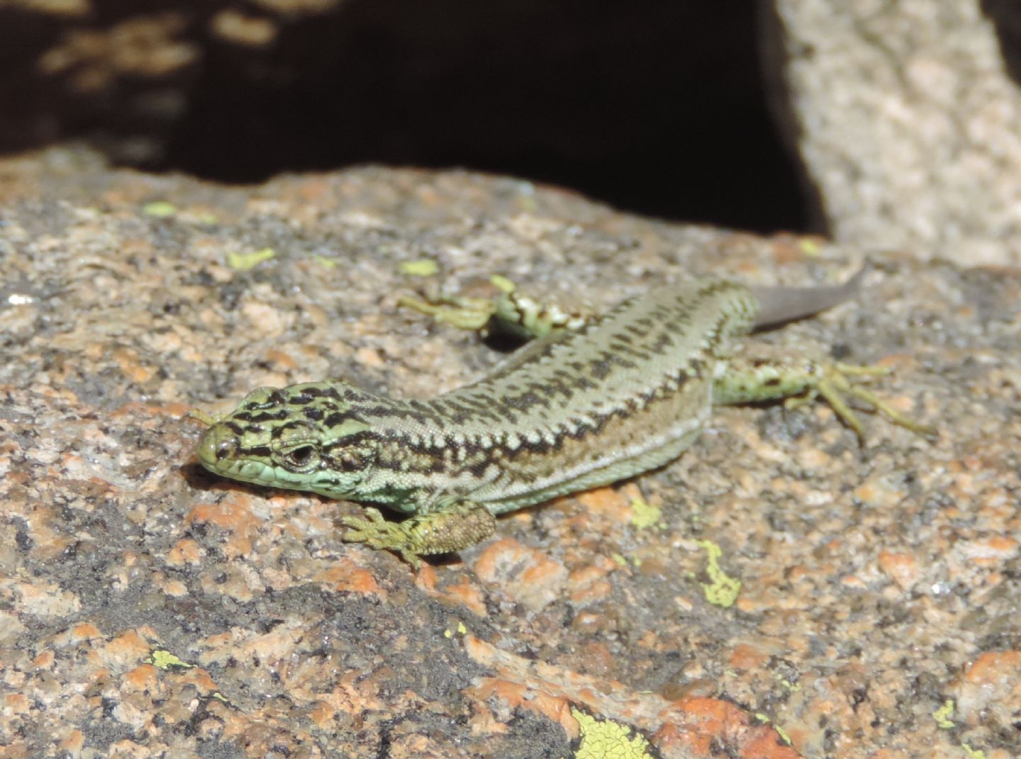 Altre lucertole spagnole: Iberolacerta cyreni