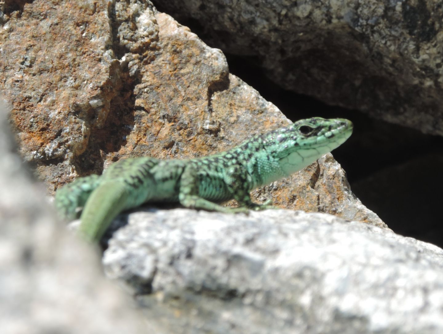 Altre lucertole spagnole: Iberolacerta cyreni