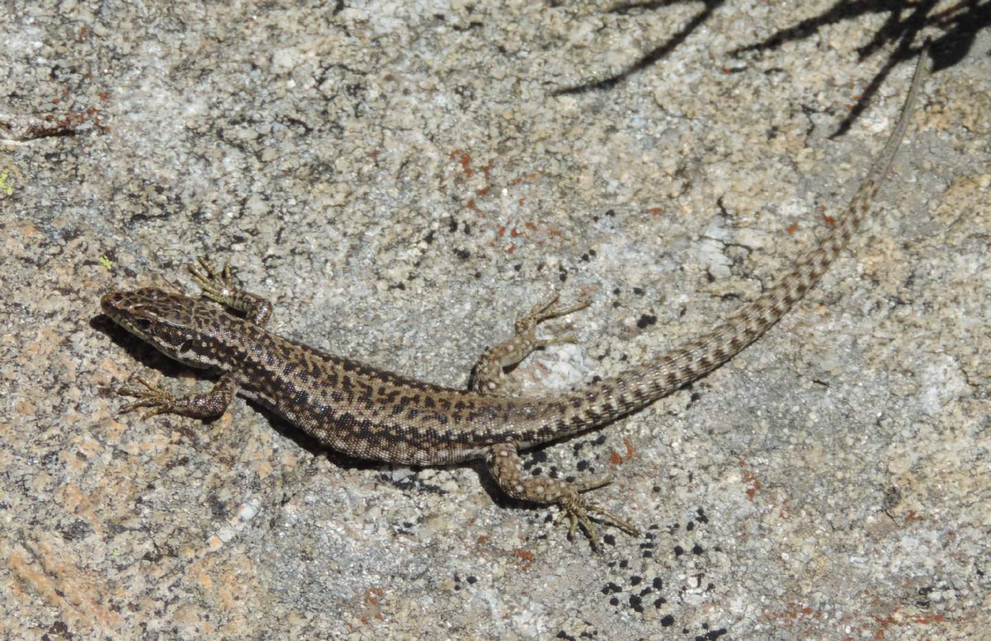 Altre lucertole spagnole: Iberolacerta cyreni