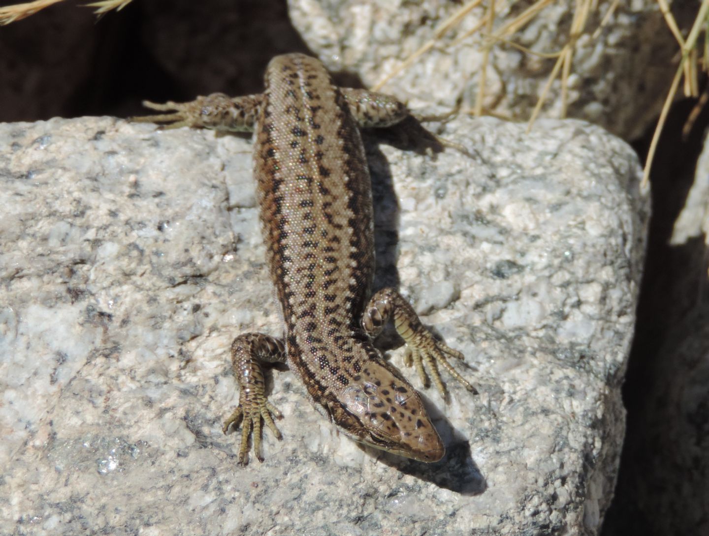 Altre lucertole spagnole: Iberolacerta cyreni