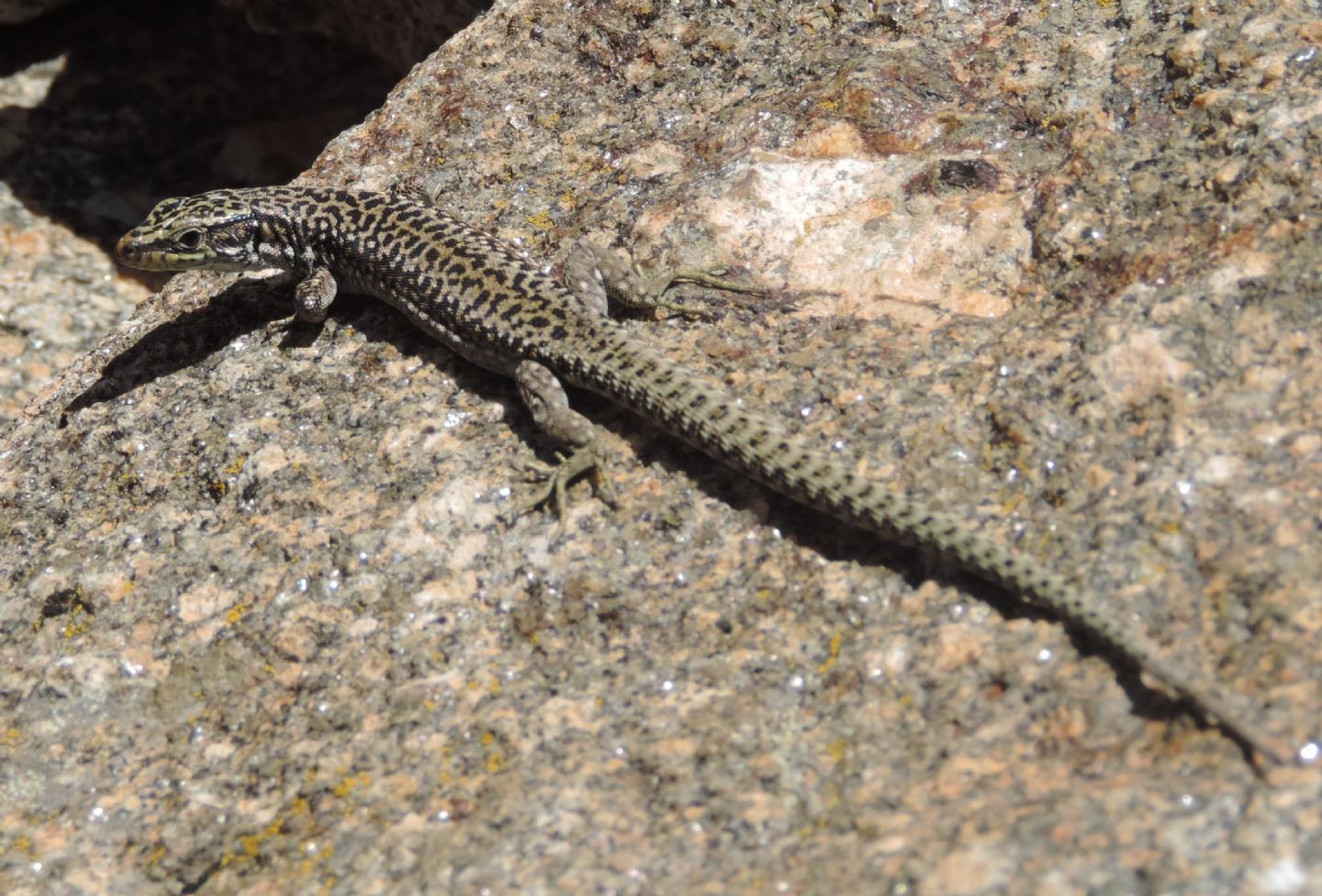 Altre lucertole spagnole: Iberolacerta cyreni