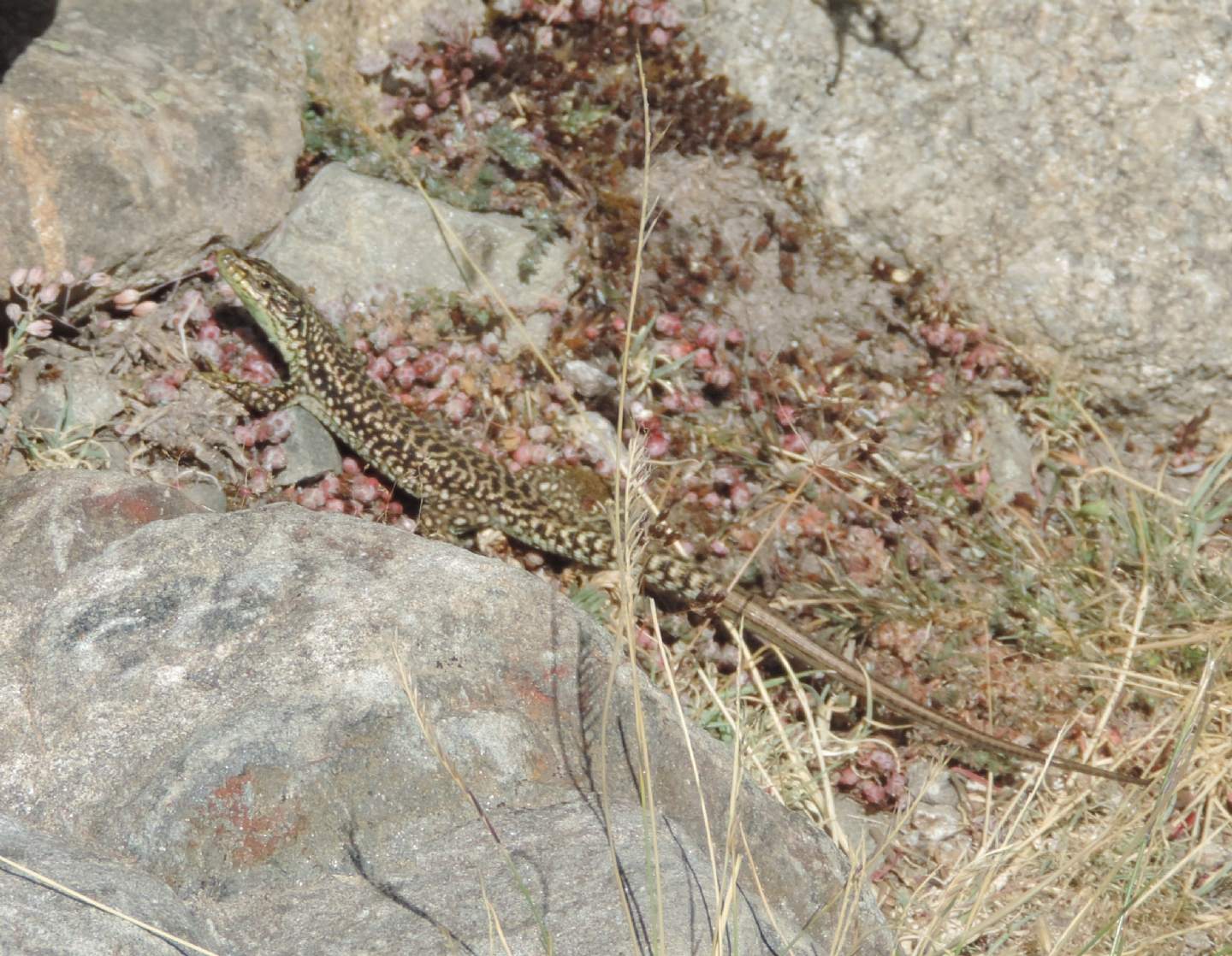 Altre lucertole spagnole: Iberolacerta cyreni