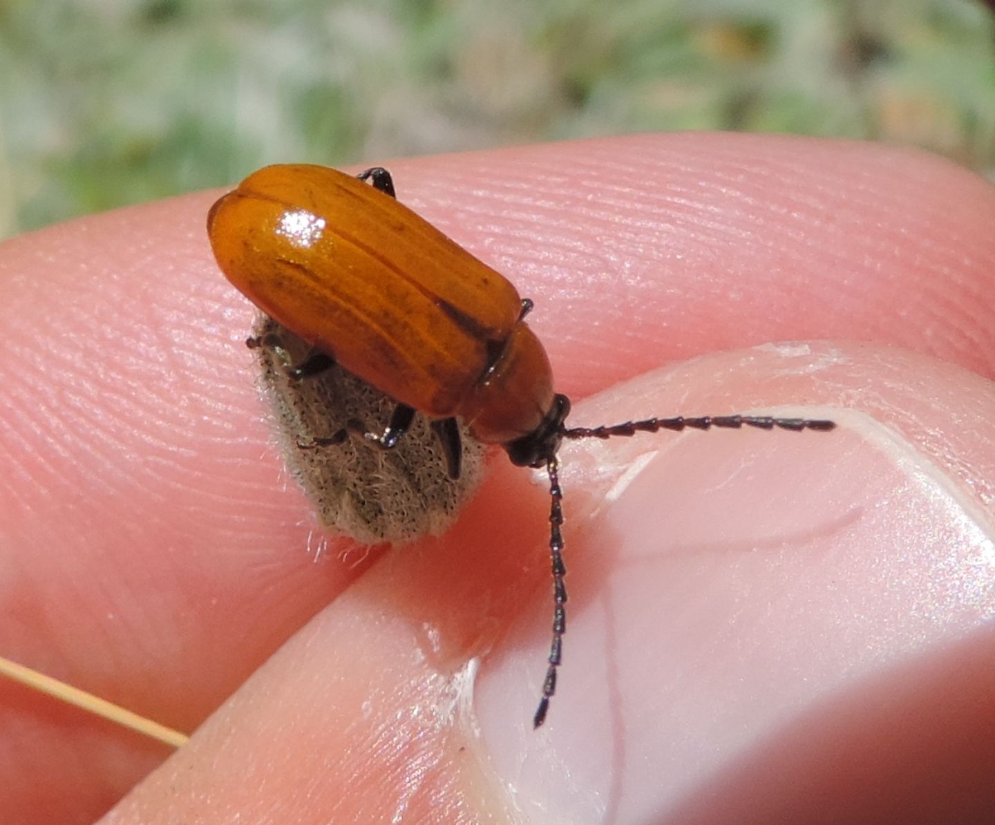 Exosoma lusitanicum, Chrysomelidae