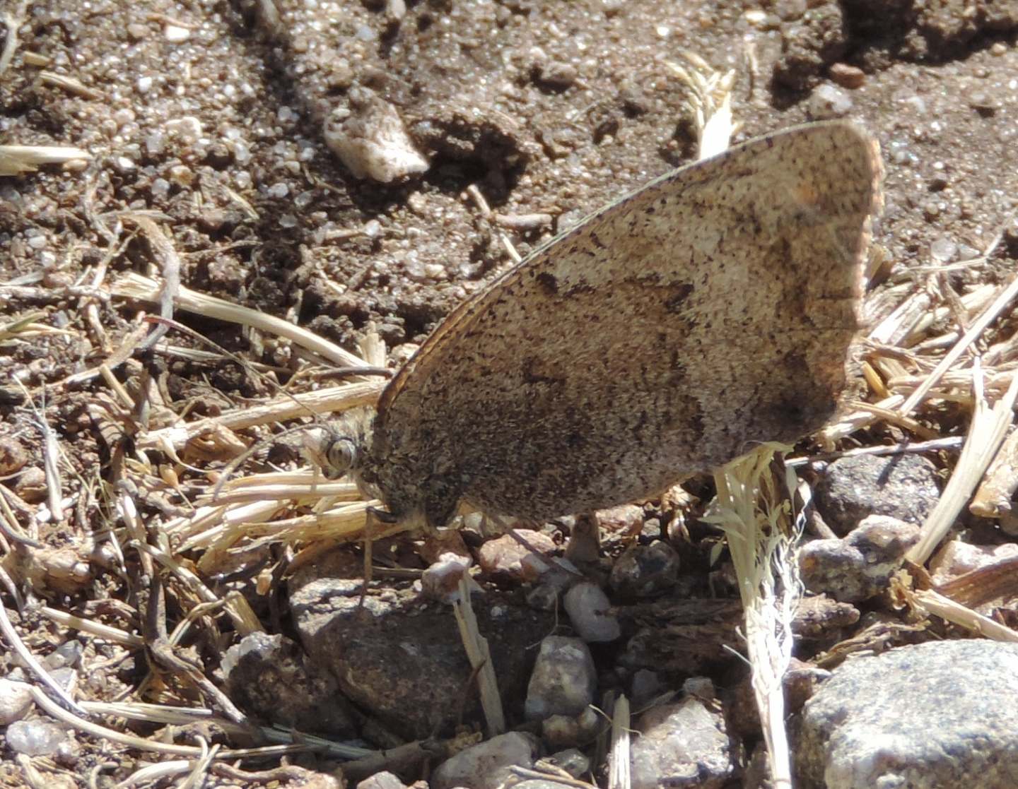 Satyridae spagnolo da identificare - Hyponephele cf. lycaon