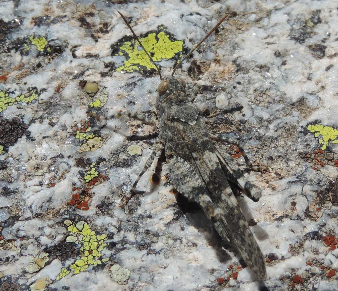 Oedipoda (cfr. gr. caerulescens) - dalla Spagna