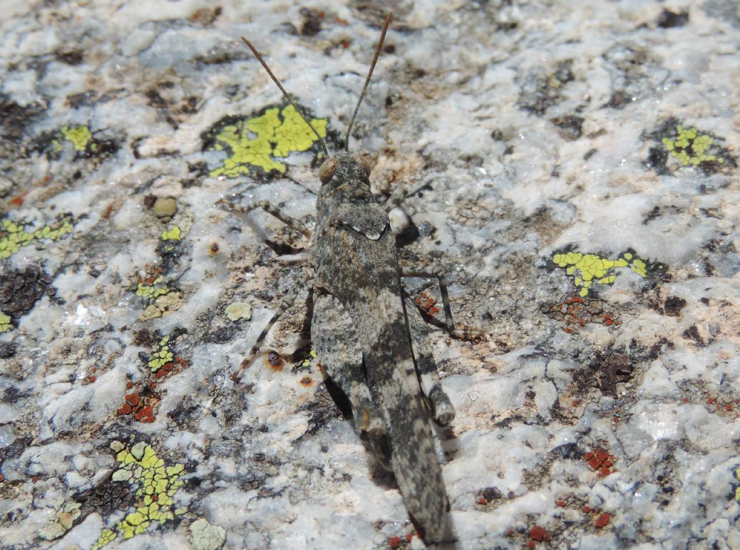 Oedipoda (cfr. gr. caerulescens) - dalla Spagna