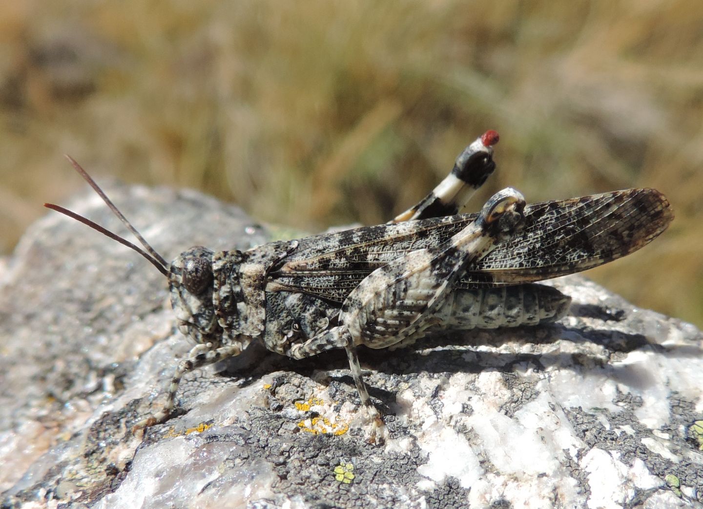 Oedipoda (cfr. gr. caerulescens) - dalla Spagna