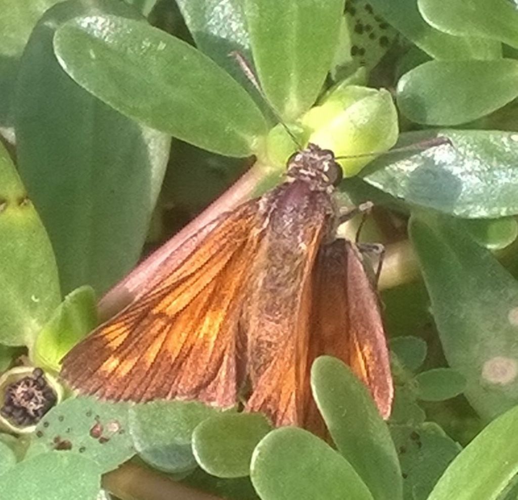 Ochlodes sylvanus  (Hesperiidae)