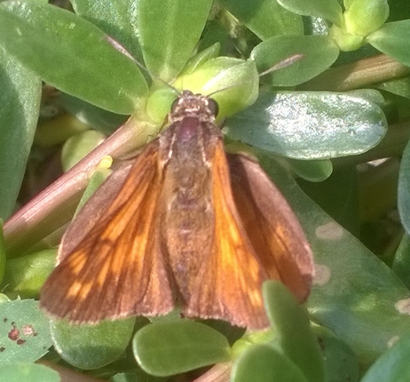 Ochlodes sylvanus  (Hesperiidae)