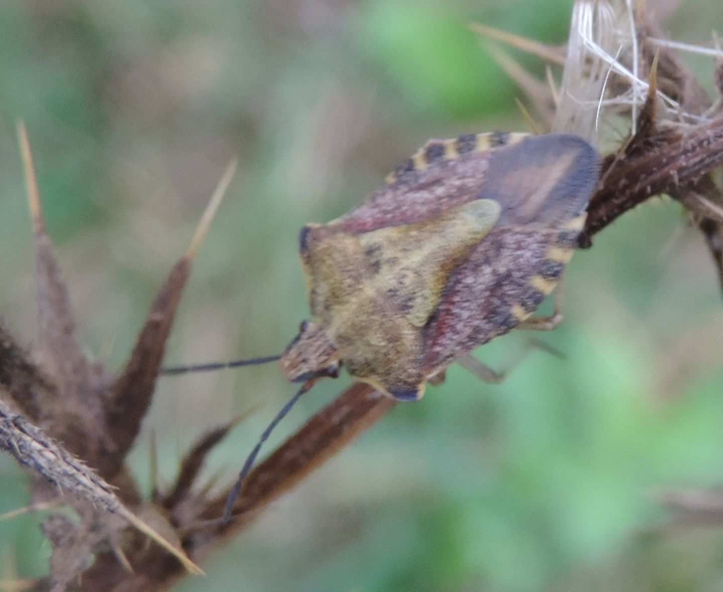 Pentatomidae: Carpocoris purpureipennis