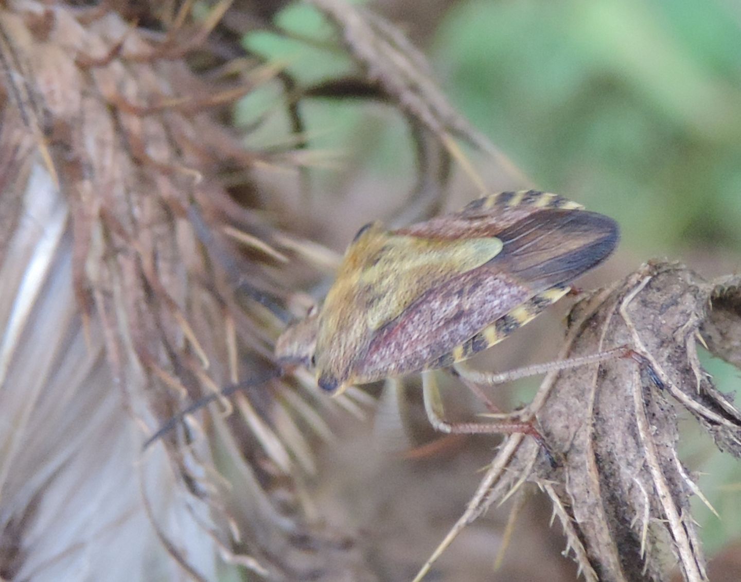 Pentatomidae: Carpocoris purpureipennis