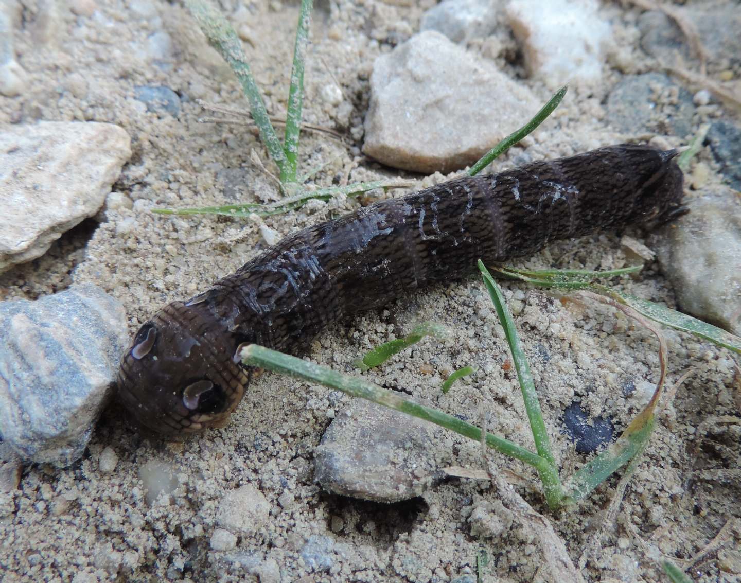 Bruco di Deilephila elpenor? S