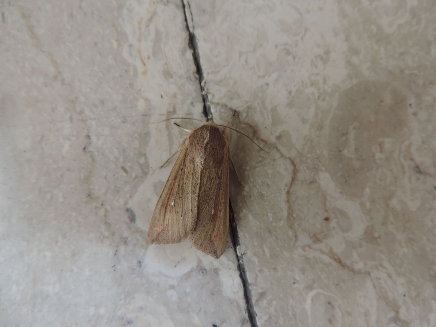 Noctuidae? - S, Mythimna unipuncta