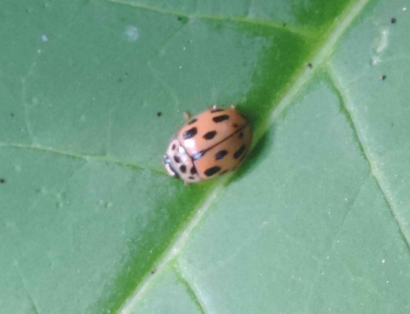 Coccinella da id.: Propylea quatuordecimpunctata