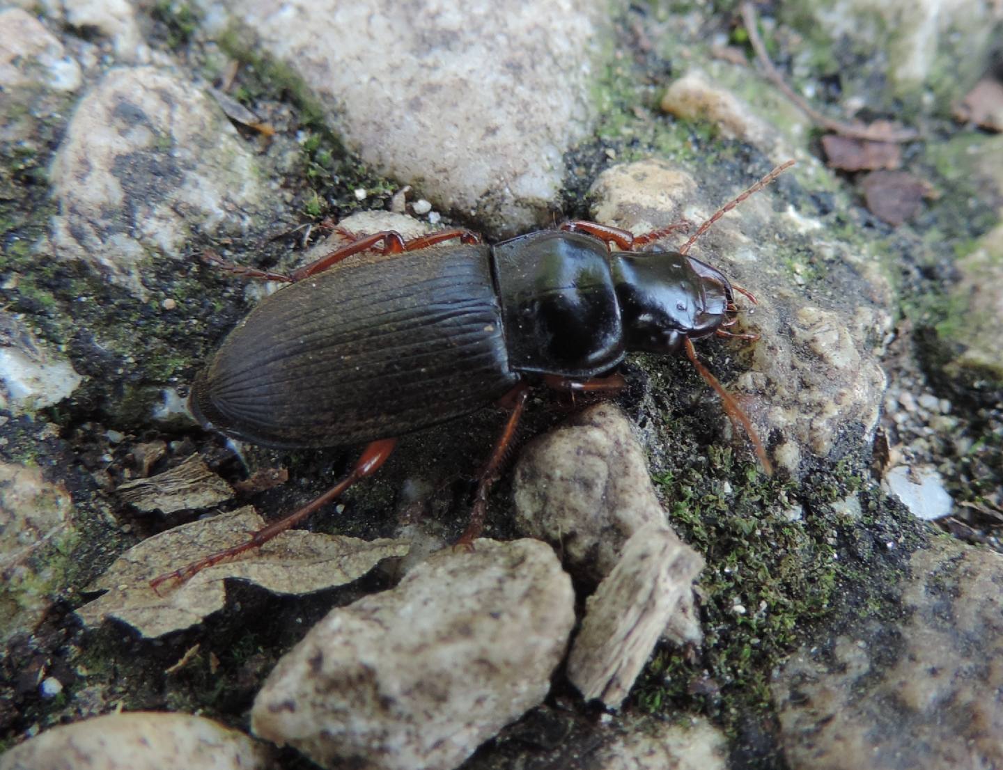 Pseudoophonus rufipes, Carabidae