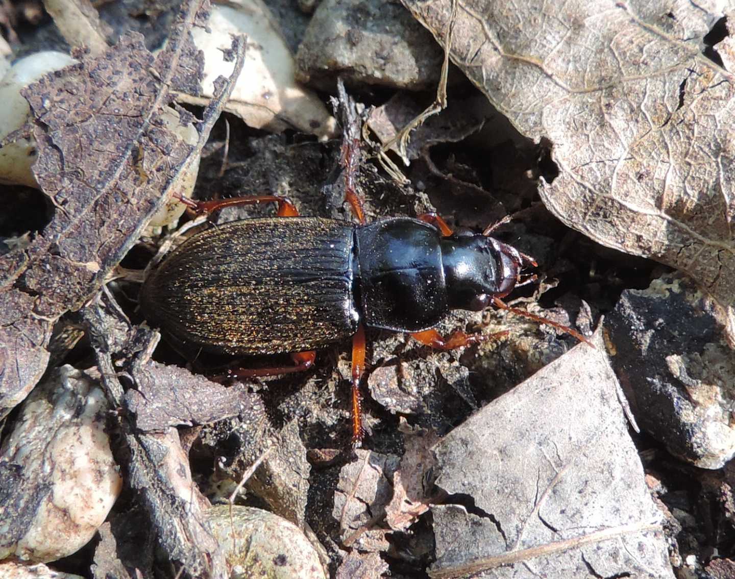 Pseudoophonus rufipes, Carabidae