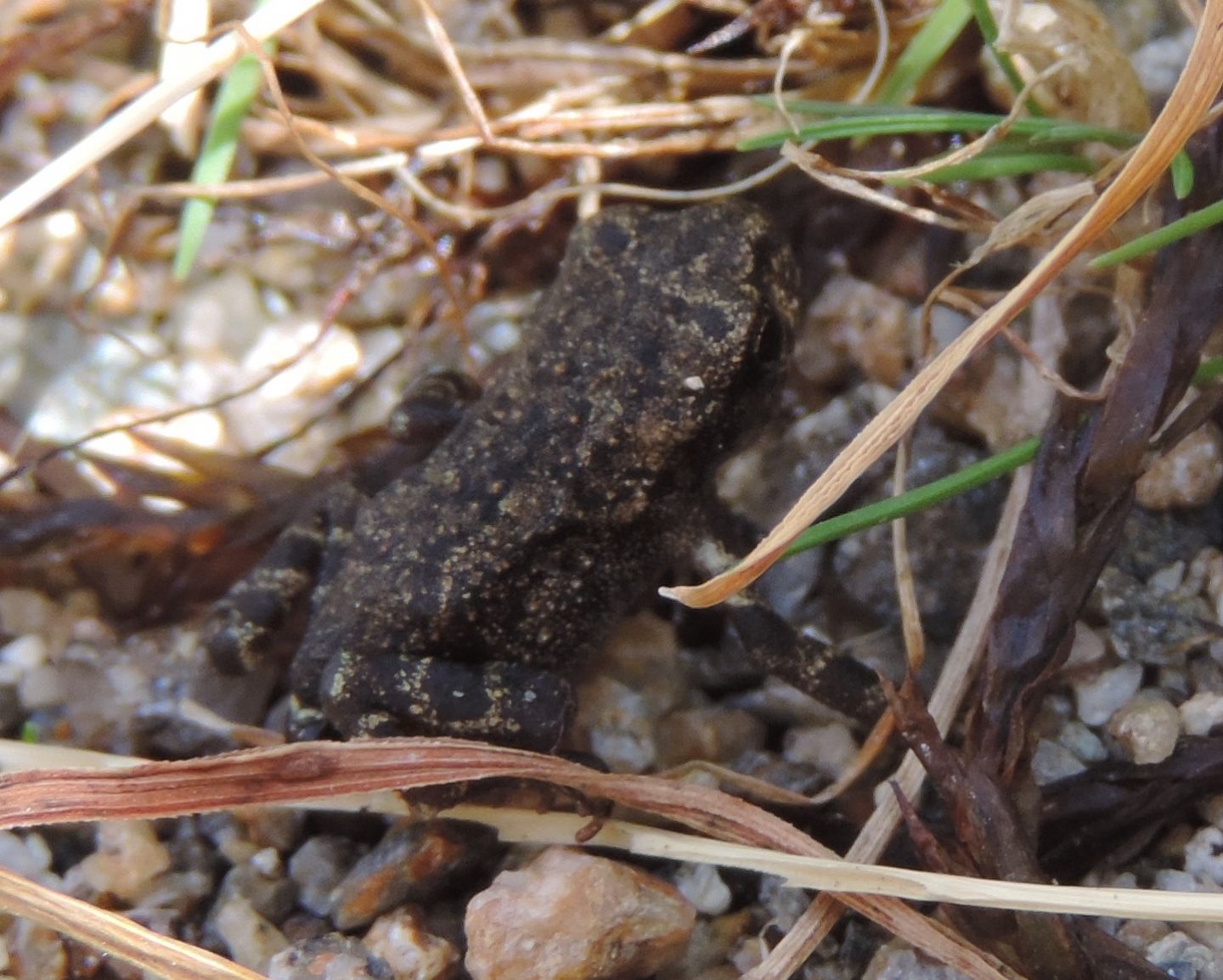 Piccoletti da identificare - Bufo spinosus