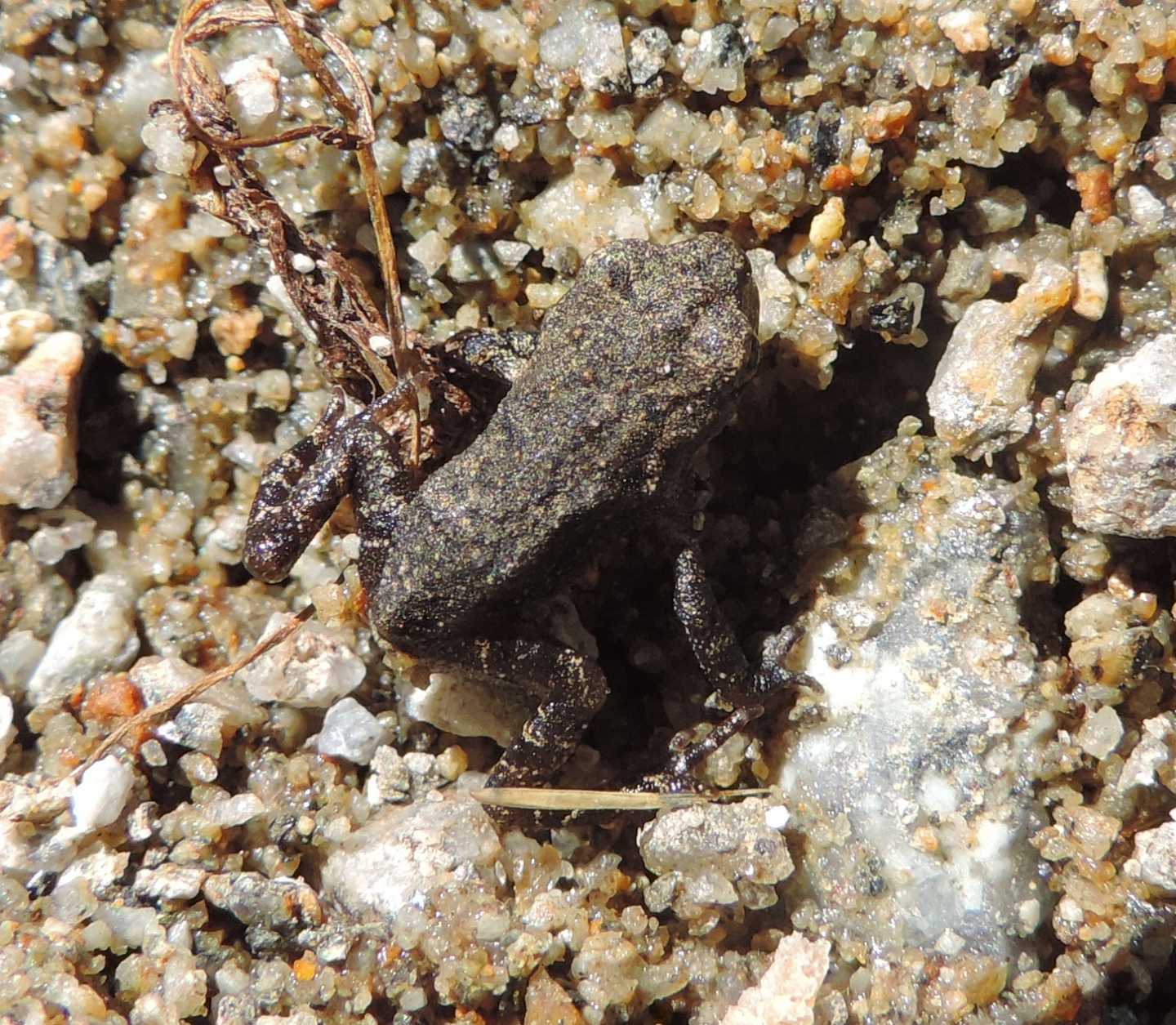 Piccoletti da identificare - Bufo spinosus