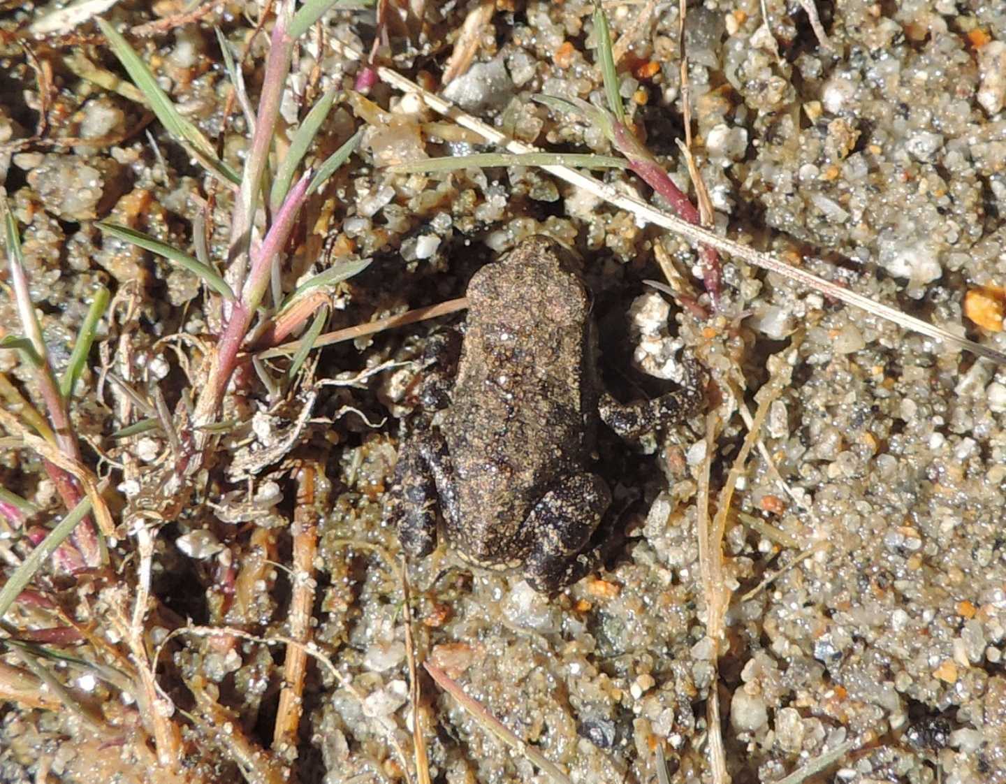 Piccoletti da identificare - Bufo spinosus