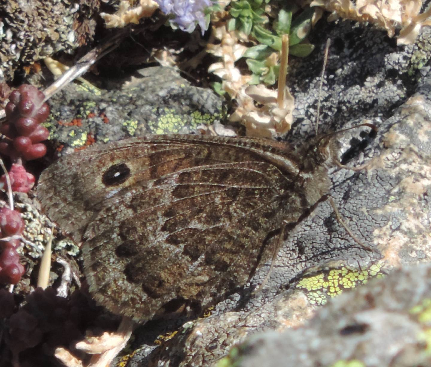 Satyrinae spagnolo da identificare