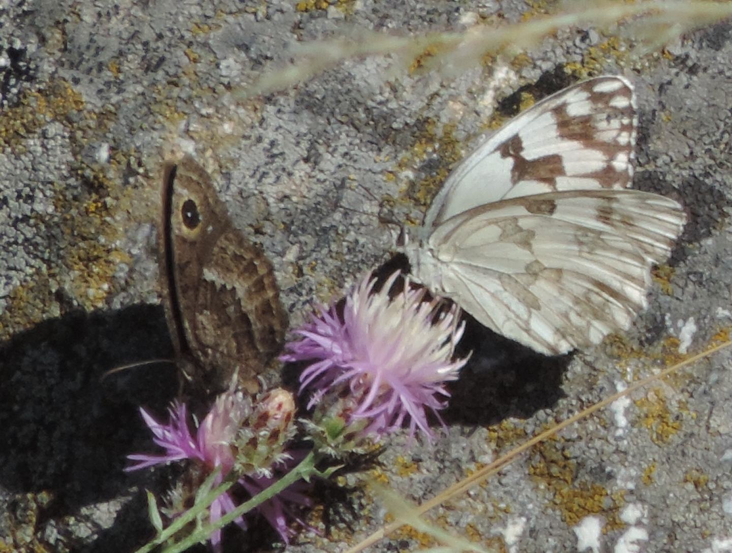 Pieridae spagnolo da identificare