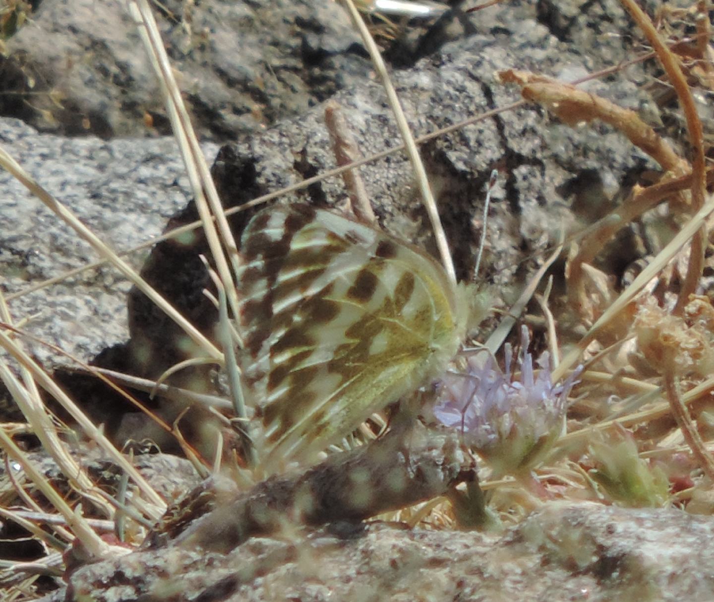 Pieridae spagnolo da identificare