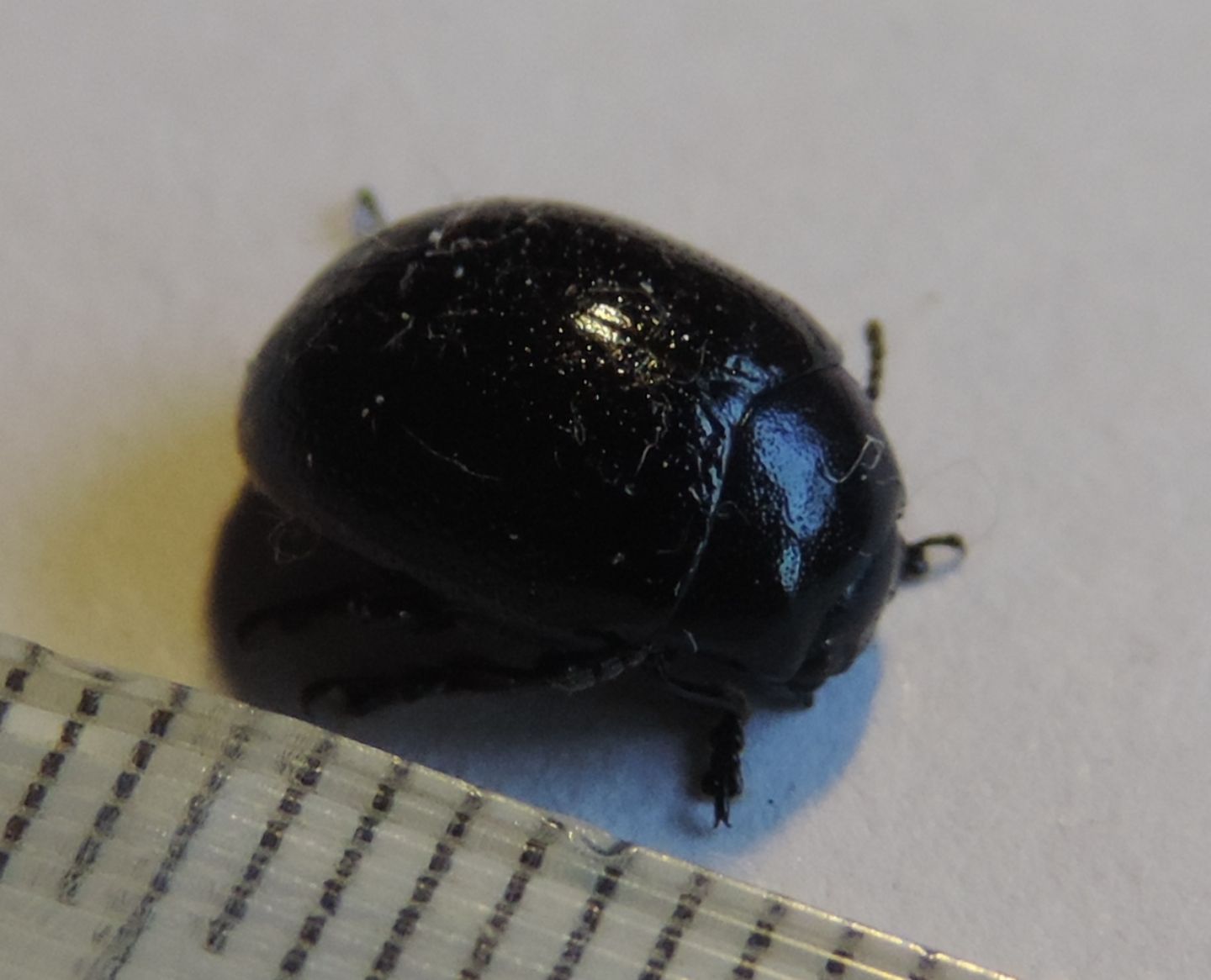 Chrysolina haemoptera?