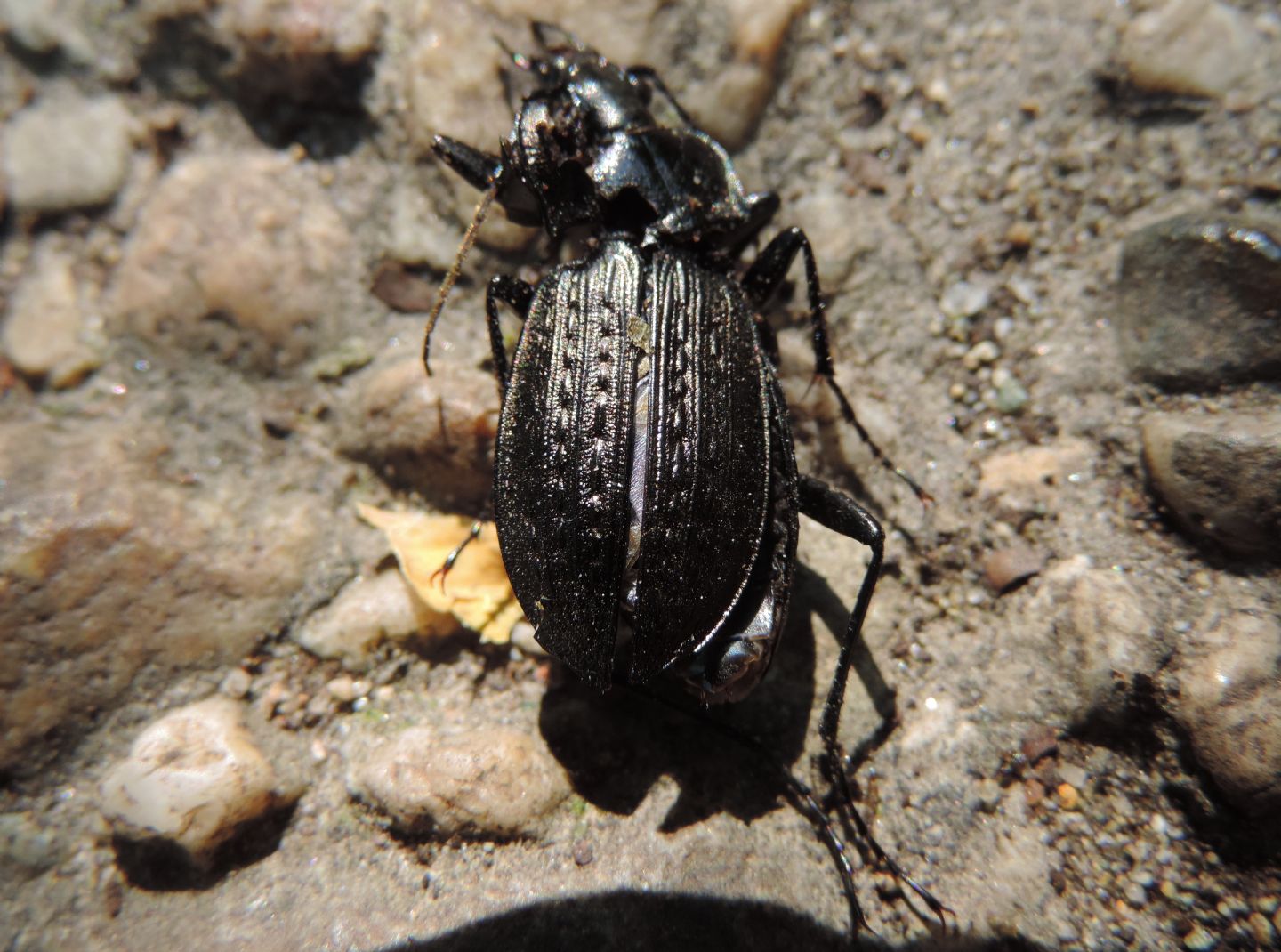 Carabus granulatus interstitialis, Carabidae