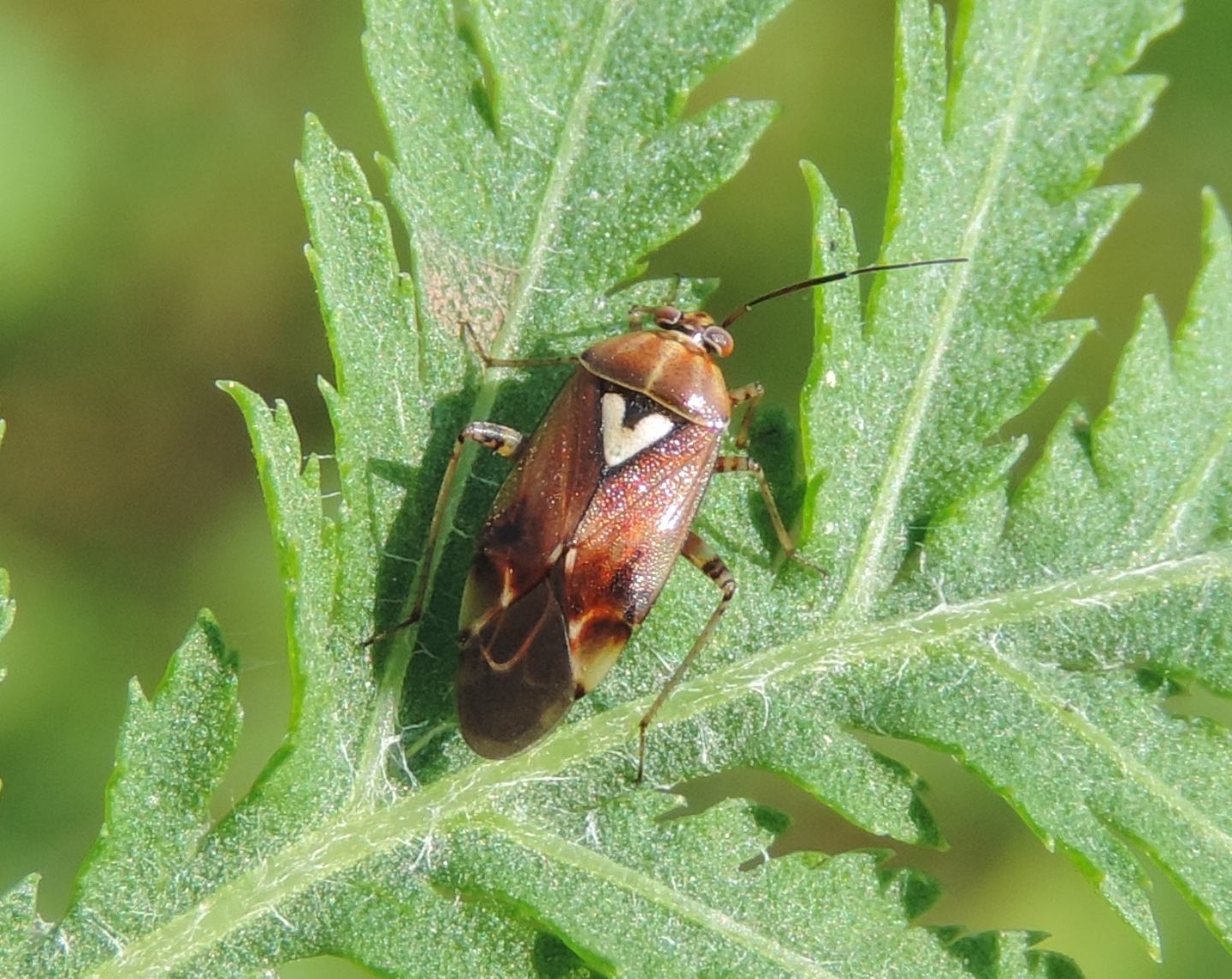 Miridae: Lygus pratensis del Piemonte (TO)