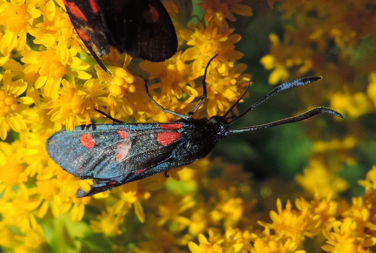 Zygaena filipendulae?