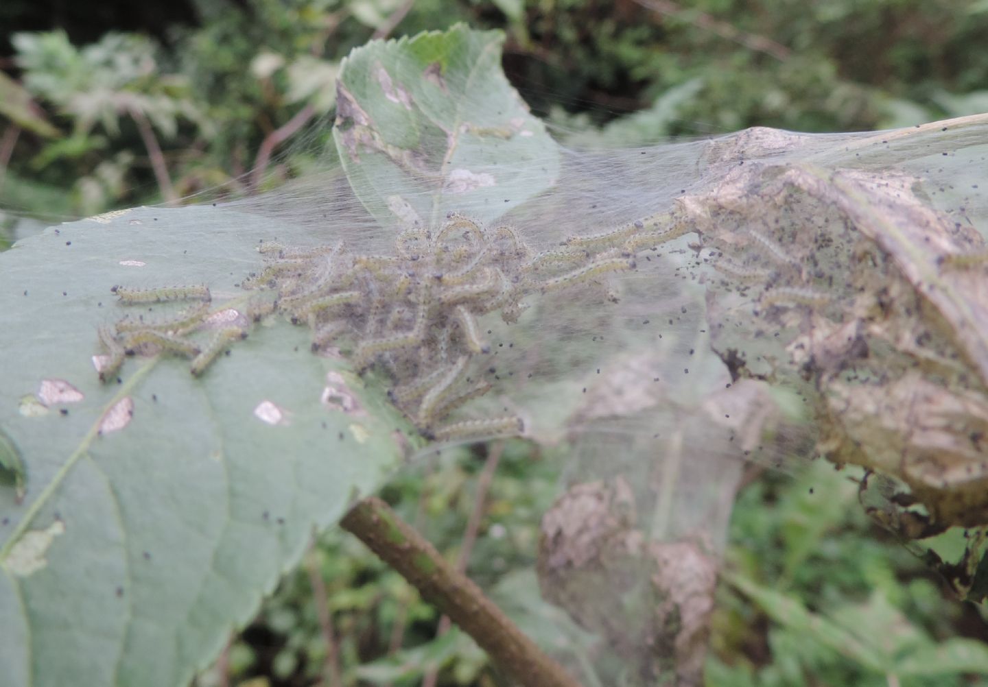 Bruchi di Hyphantria cunea? S