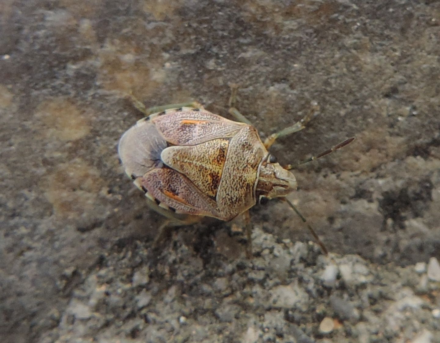 Pentatomidae spagnolo:   Holcogaster fibulata