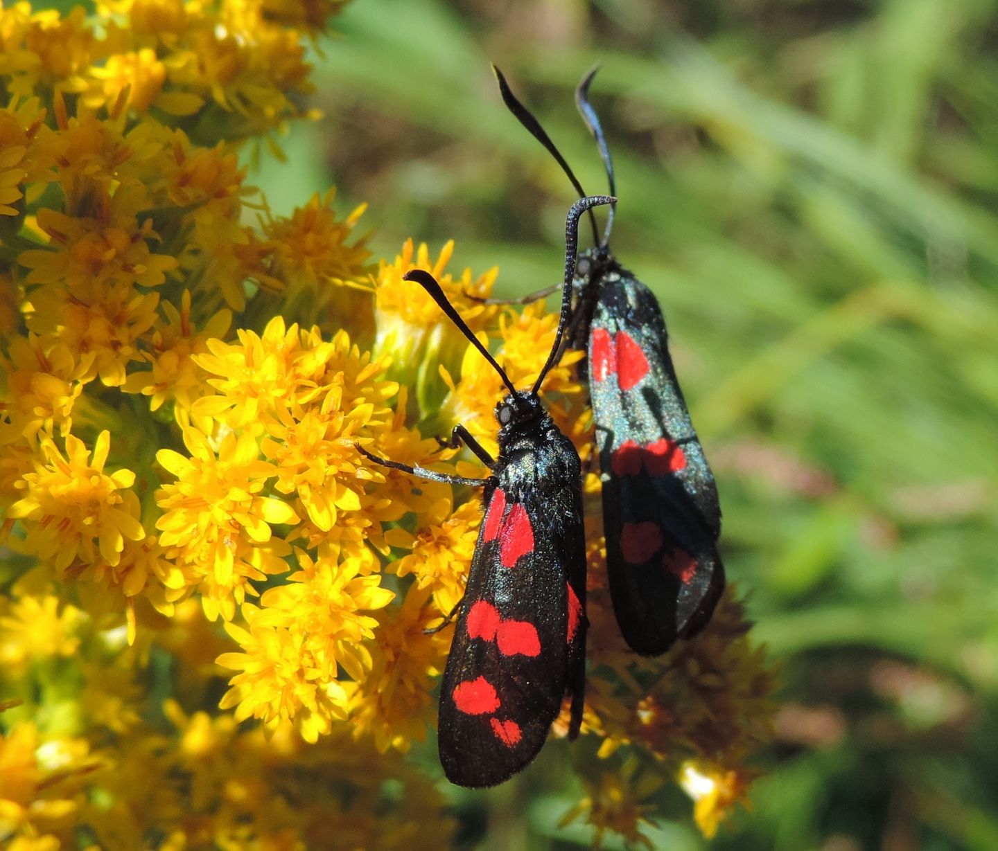 Zygaena filipendulae?