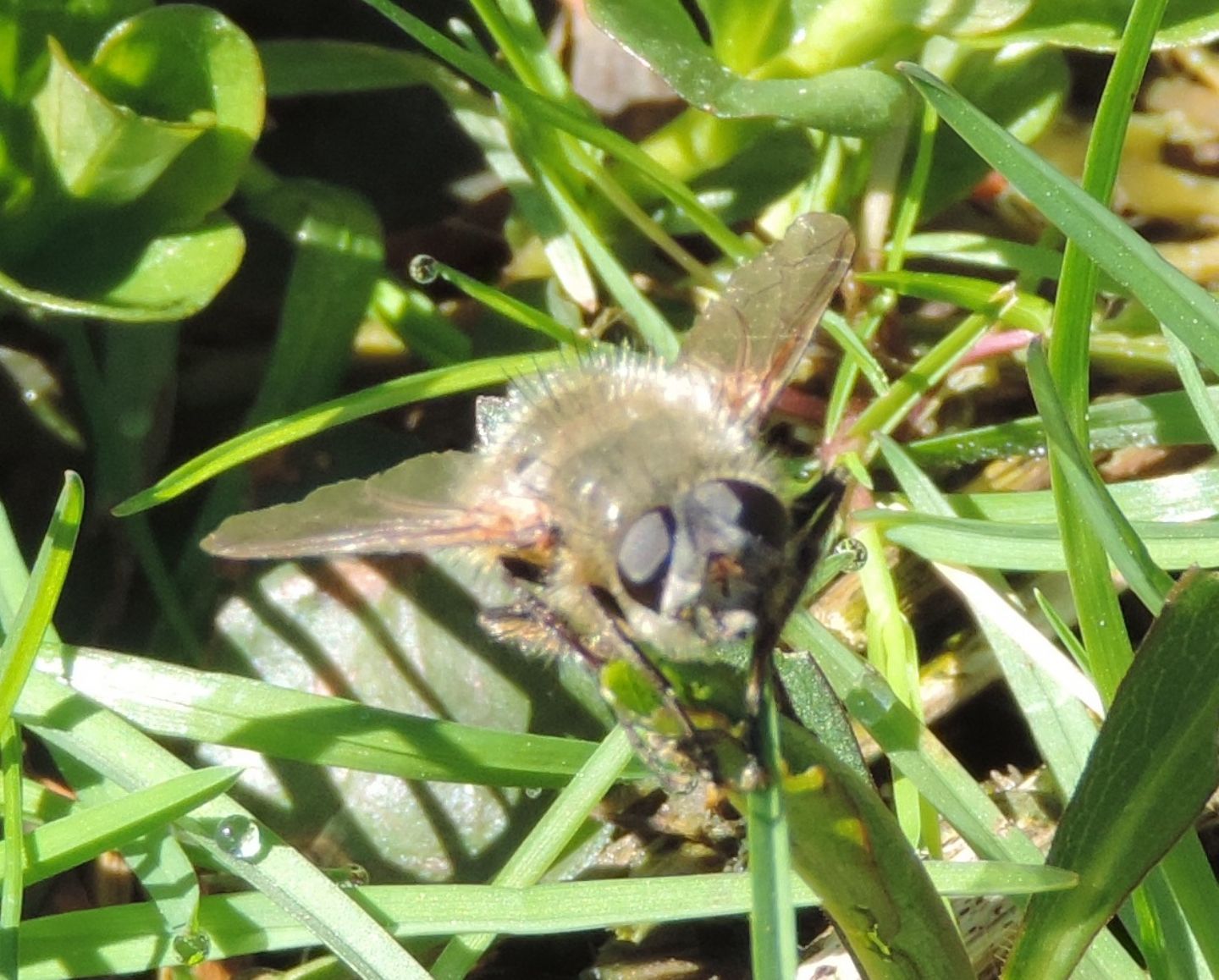 Tachina cf. ursina