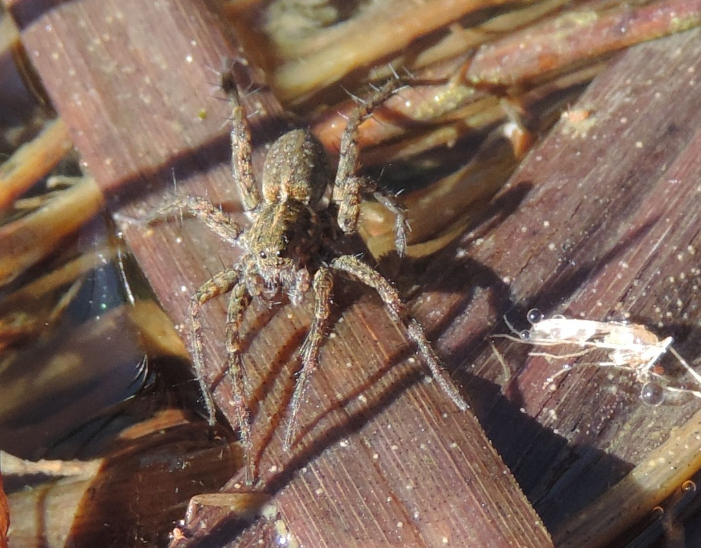 Pardosa sp. - Parco La Mandria (TO)