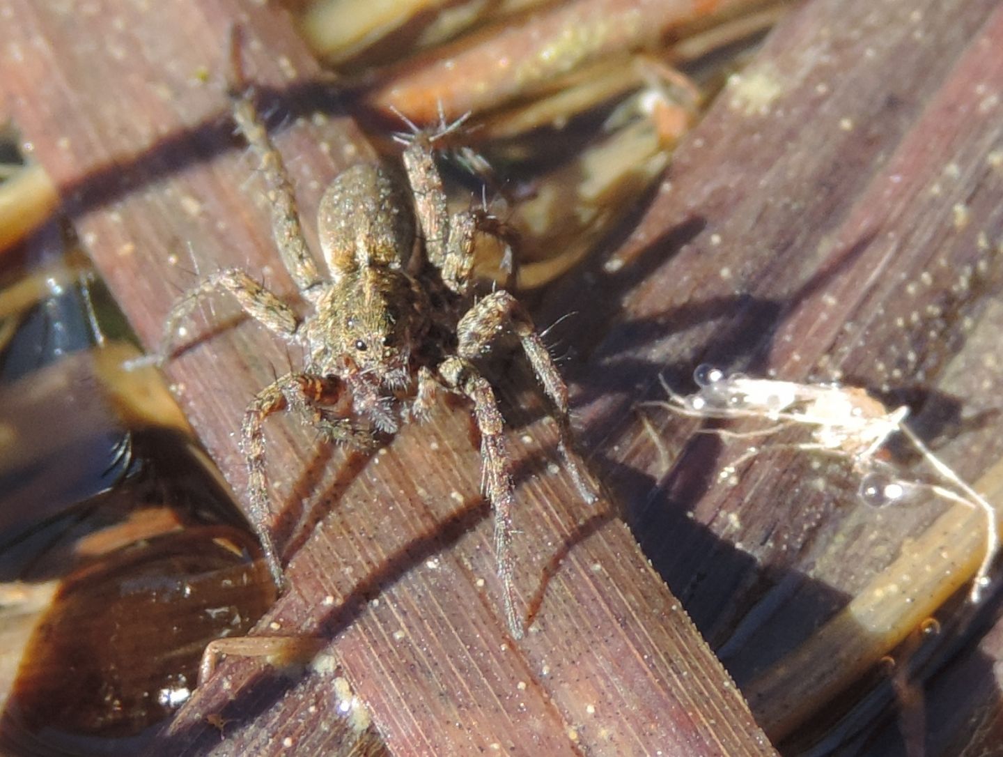 Pardosa sp. - Parco La Mandria (TO)