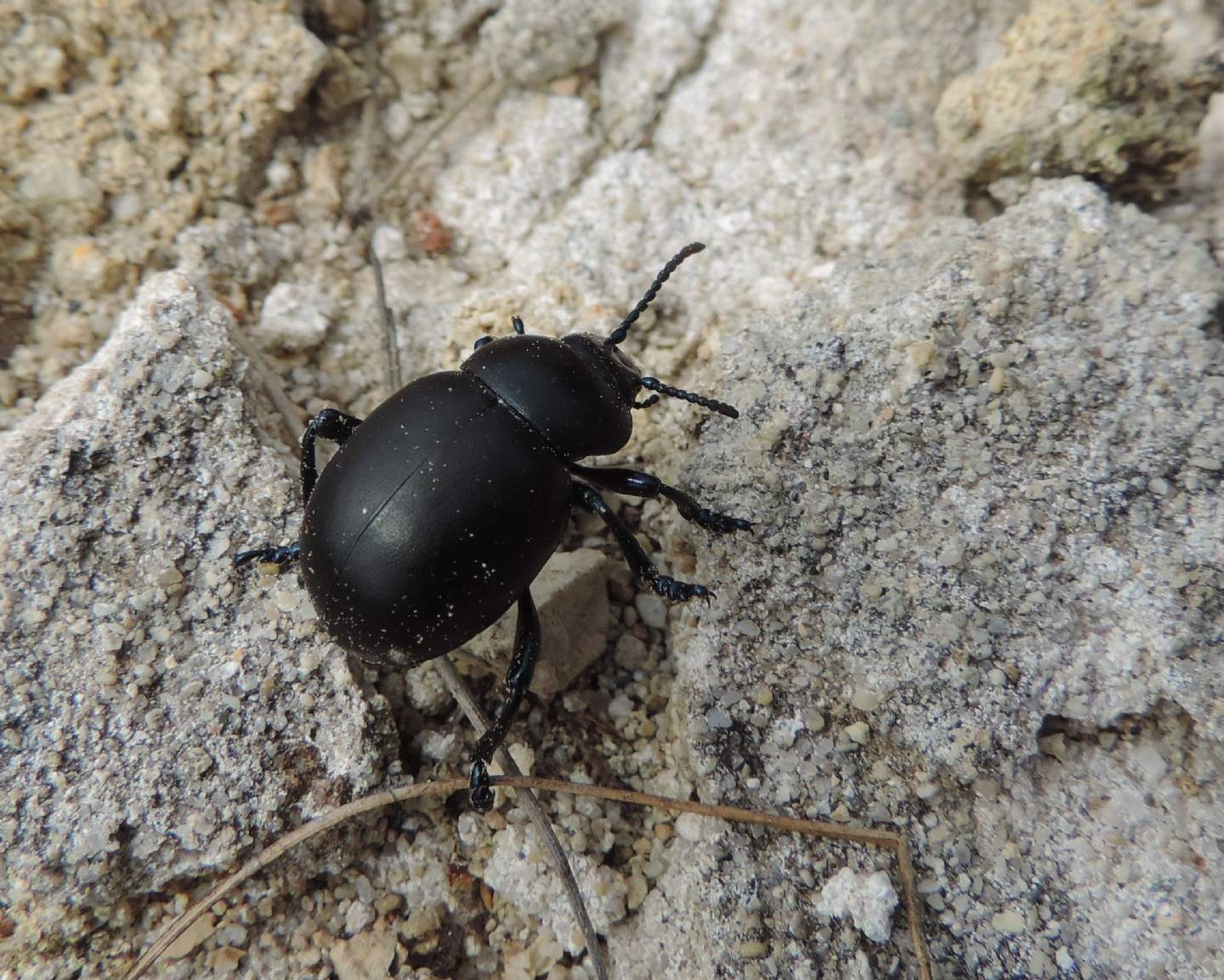 Femmina di Timarcha nicaeensis, Chrysomelidae