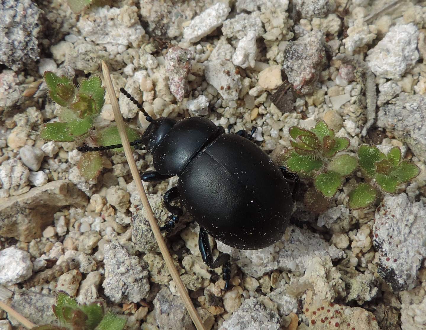 Femmina di Timarcha nicaeensis, Chrysomelidae