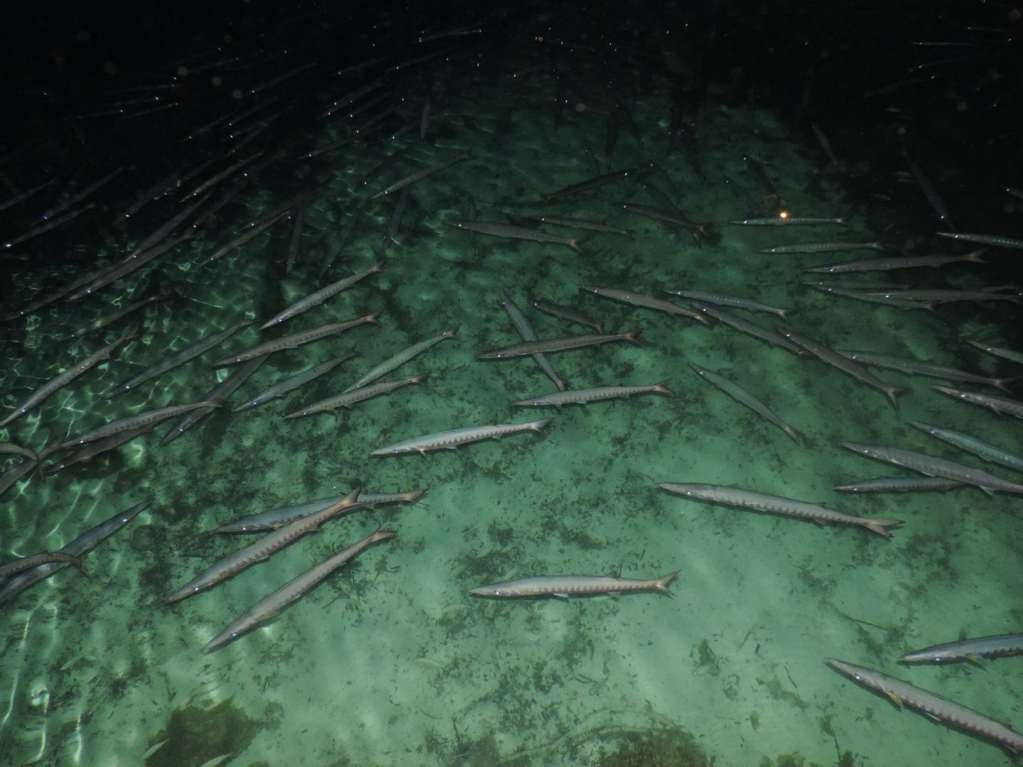 Barracuda (Sphyraena viridensis) in porticciolo