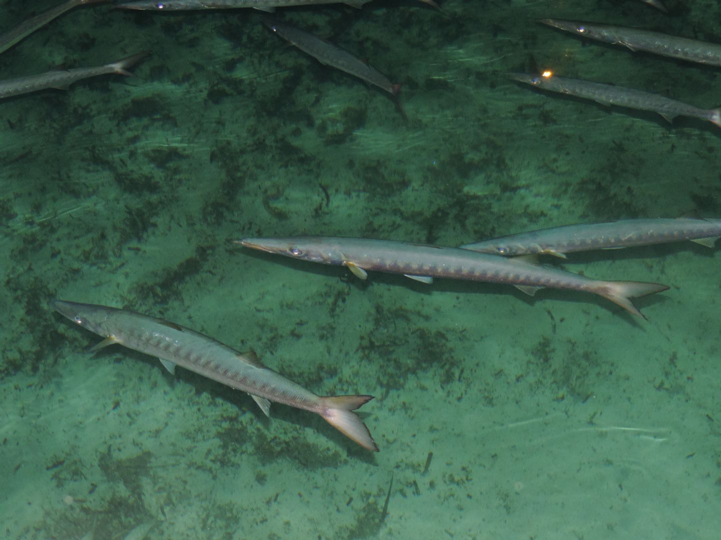 Barracuda (Sphyraena viridensis) in porticciolo