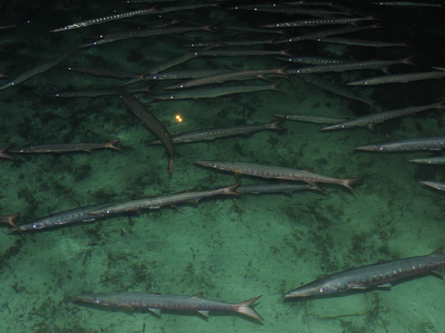 Barracuda (Sphyraena viridensis) in porticciolo