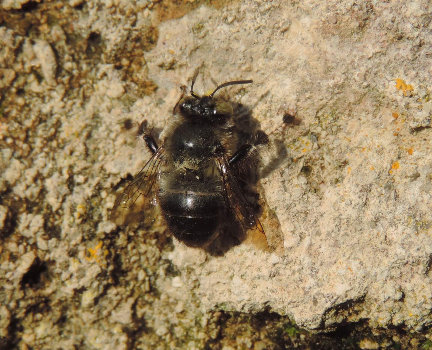 Anthophora plumipes di Pianosa, Apidae Anthophorinae